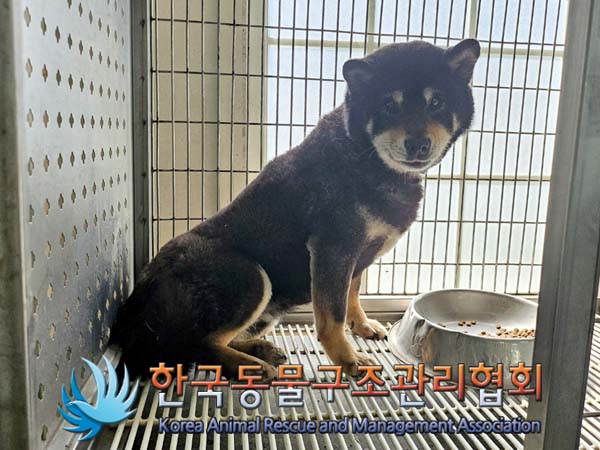 종료(안락사) 시바…